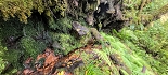 Plants: image 22 Of 208 Thumb